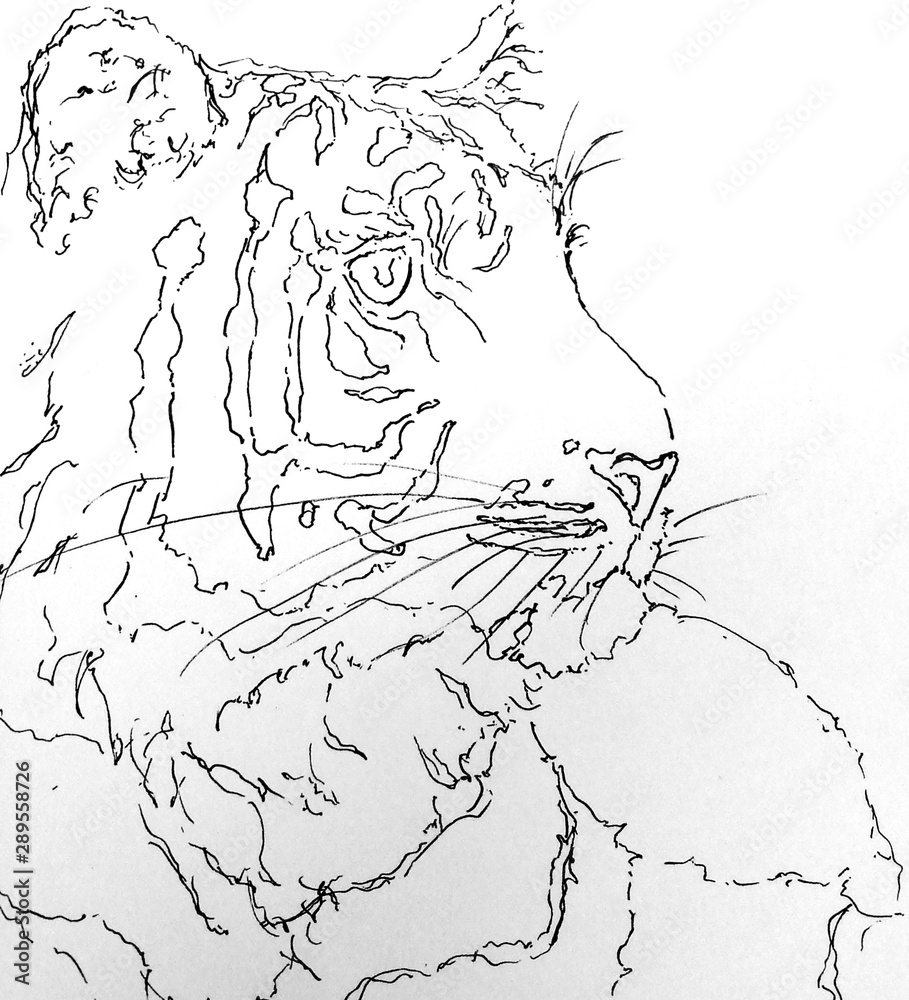 hand drawn sketch of Tiger