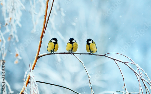 three birds little Tits sit on a tree branch during snowfall in festive winte...