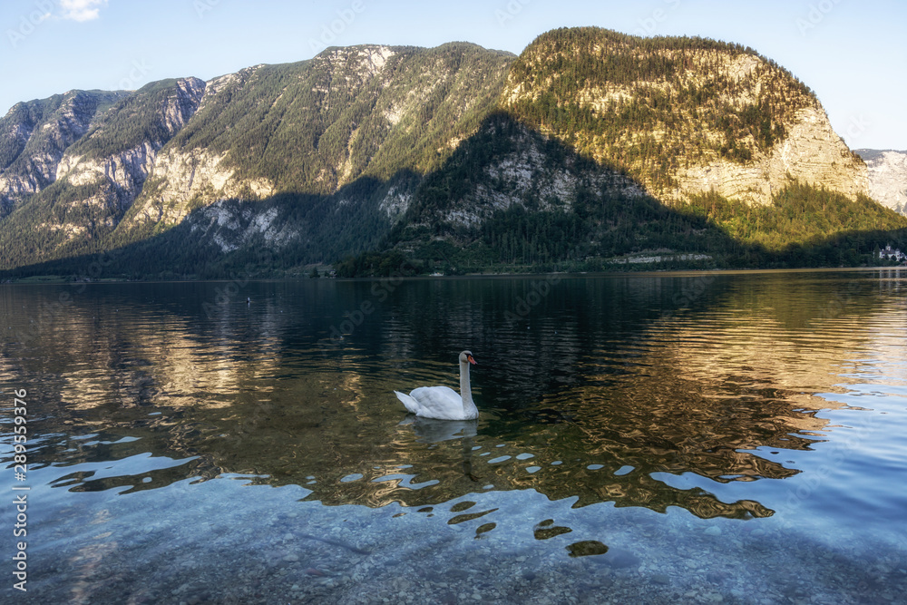 swan in hallstatt lake