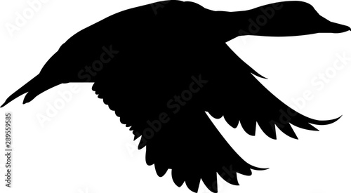 Bluebill Duck Vector Silhouette