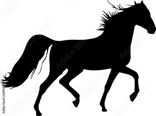 Obraz na plátně American Saddlebred Horse Vector Silhouette