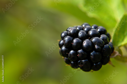 Macro of a fresh blackberries on the vine, fruits in organic garden, sunny summer day, green background