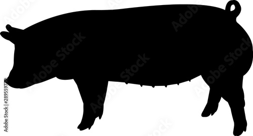 American Yorkshire Pig Vector Silhouette