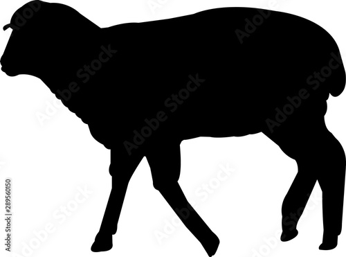 Columbia Sheep Vector Silhouette