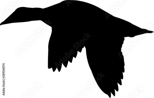 Common Eider Duck Vector Silhouette