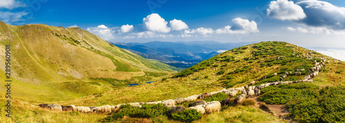 Flock of sheep in mountain highlands. Glorious panoramic landscape, green valleys, meadows at spectacular sky background. Carpathian mountains in Ukraine, Svydovets mountain ridge, Dragobrat location. © Feel good studio