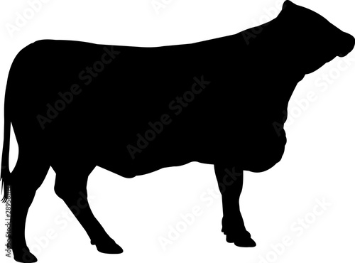 Santa Gertrudis Cow Vector Silhouette