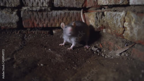 Gray Rat Animal Located In Brick Basement