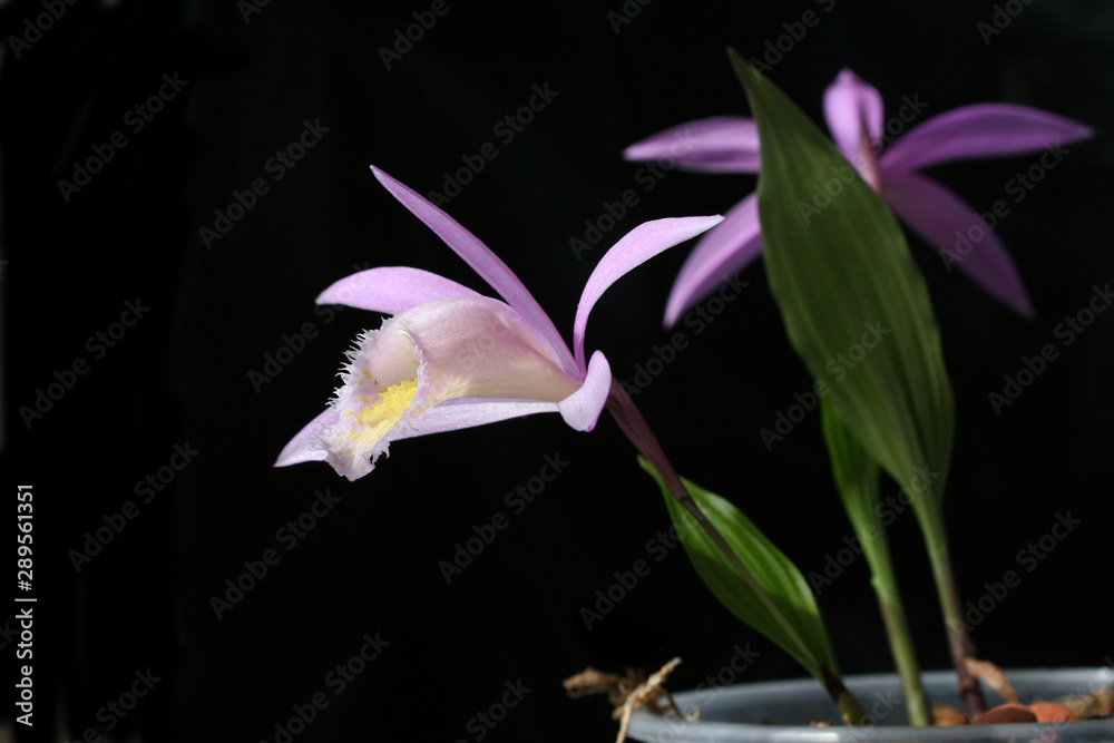 Naklejka premium orchids pleione isolated on black