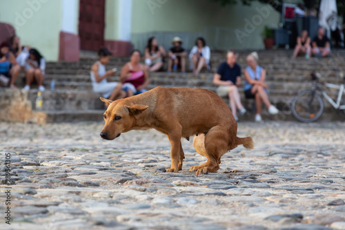 Poor, unwanted, homeless Street dog is Pooping in front of People (Unrecognizable) in Old City of Trinidad, Cuba, during a sunny day.