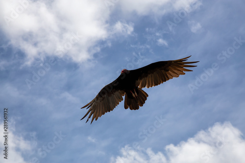 Big Black Turkey Vulture flying with a cloudy blue sky background during a sunny summer day. Taken in Ciego de Avila, Cuba.