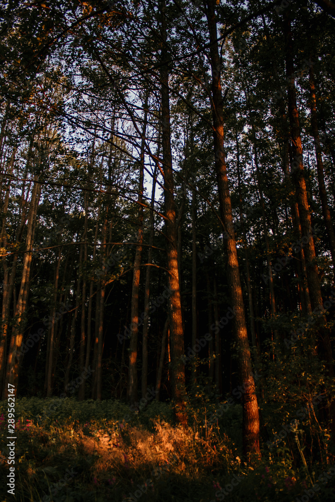 Obraz premium лес 