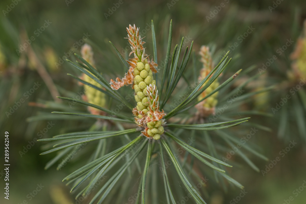 Furry branch of spruce in summer, in macro mode Furry branch of spruce in summer, in macro mode