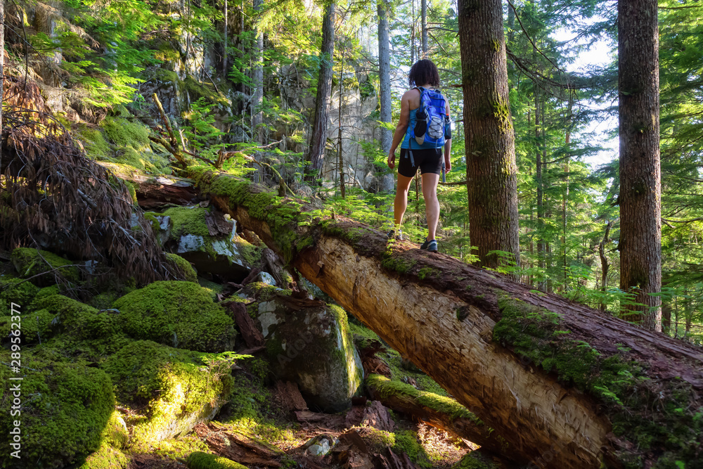 Adventurous Woman hiking on a fallen tree in a beautiful green forest during a sunny summer evening. Taken in Squamish, North of Vancouver, British Columbia, Canada.