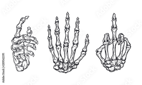 hand bones set vector illustration with vintage style outline