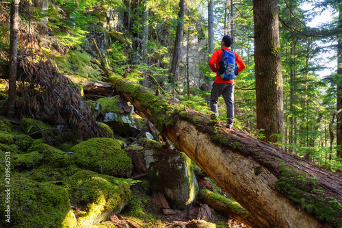 Adventurous Man hiking on a fallen tree in a beautiful green forest during a sunny summer evening. Taken in Squamish, North of Vancouver, British Columbia, Canada.