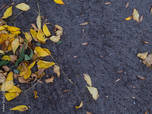 yellow leaf on asphalt