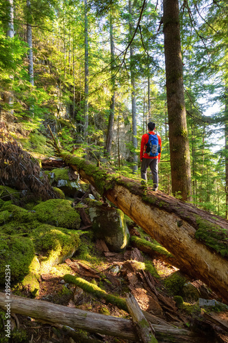 Adventurous Man hiking on a fallen tree in a beautiful green forest during a sunny summer evening. Taken in Squamish, North of Vancouver, British Columbia, Canada.