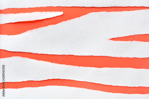 Torn stripes of white paper on coral color paper background