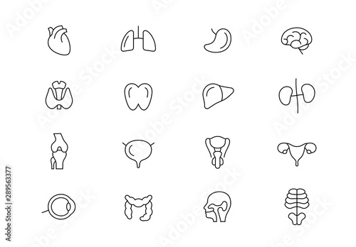Human internal organs thin line vector icons. Editable stroke