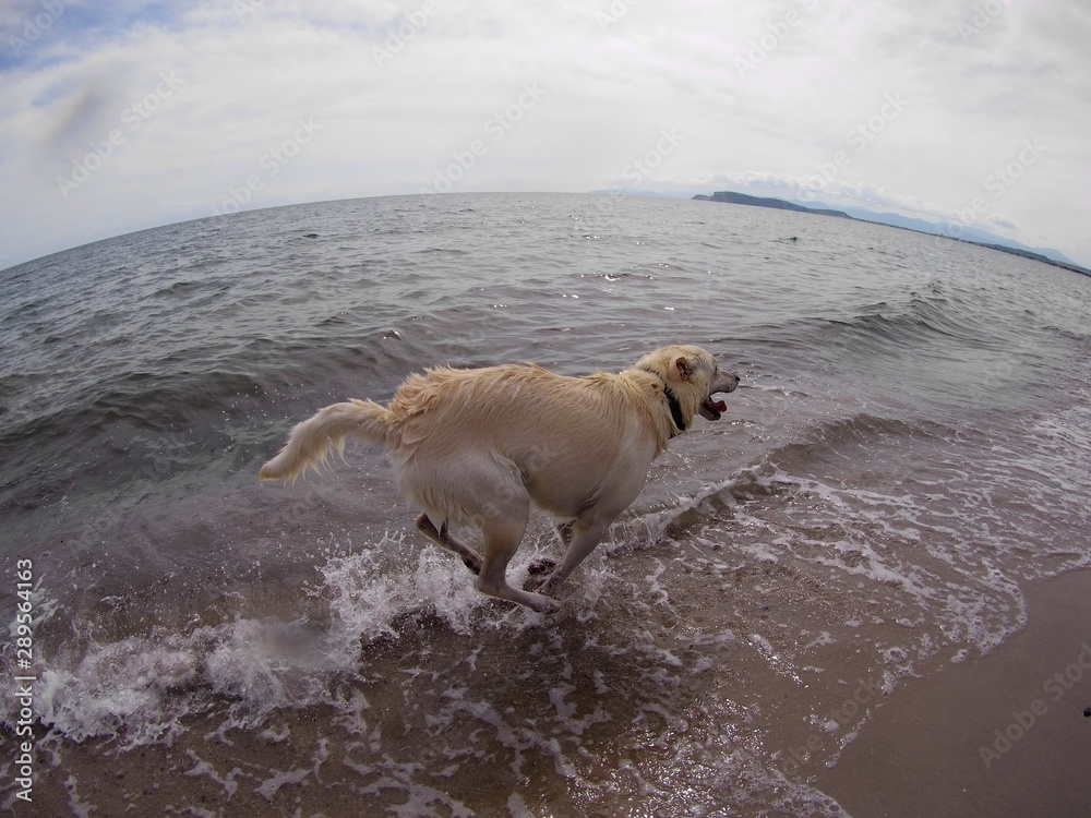 Obraz premium Cane bianco al mare