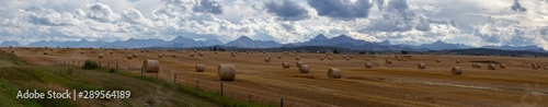 Panoramic View of Bales of Hay in a farm field during a vibrant sunny summer day. Taken near Pincher Creek, Alberta, Canada.