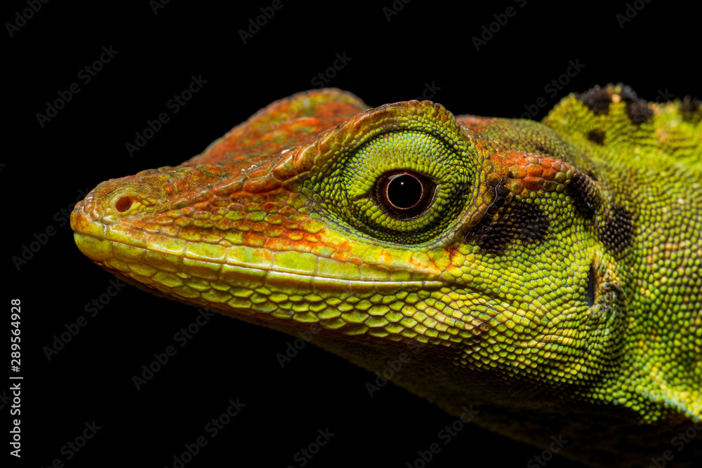 Hippie Anole (Anolis hippie).. Hippie Anole (Anolis hippie)..