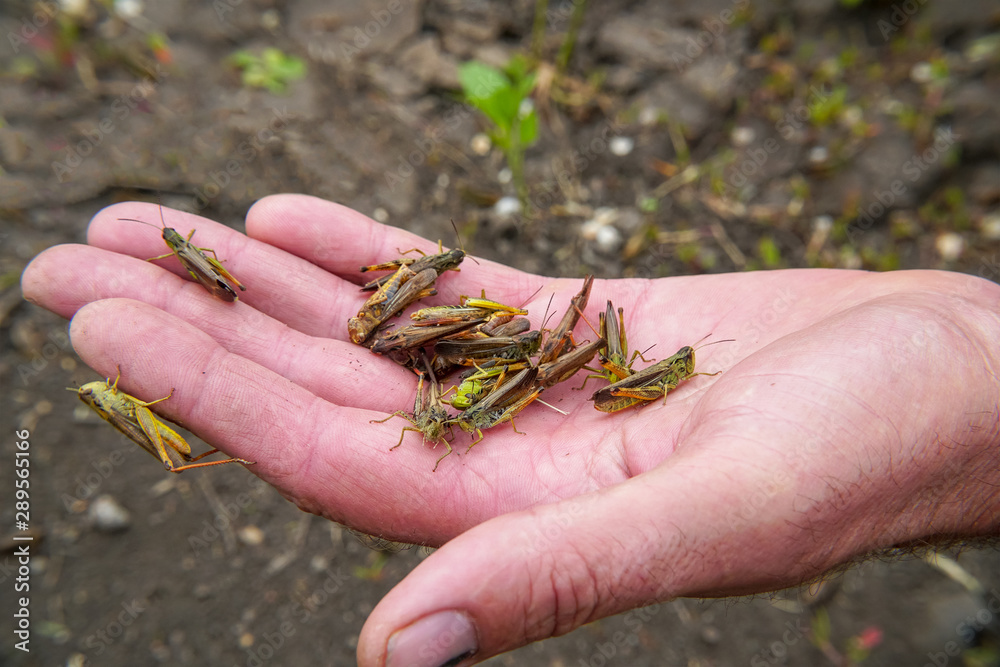 Obraz premium A lot of locusts on a man's palm. Locust invasion