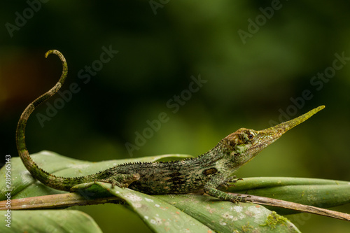 Pinocchio Anole (Anolis pinocho)