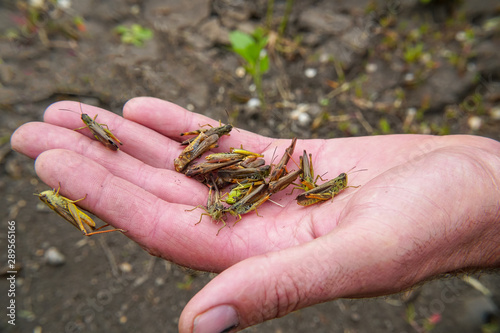 A lot of locusts on a man's palm. Locust invasion