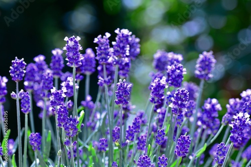 Lavenders  -  blossoms  in the garden   with bokeh