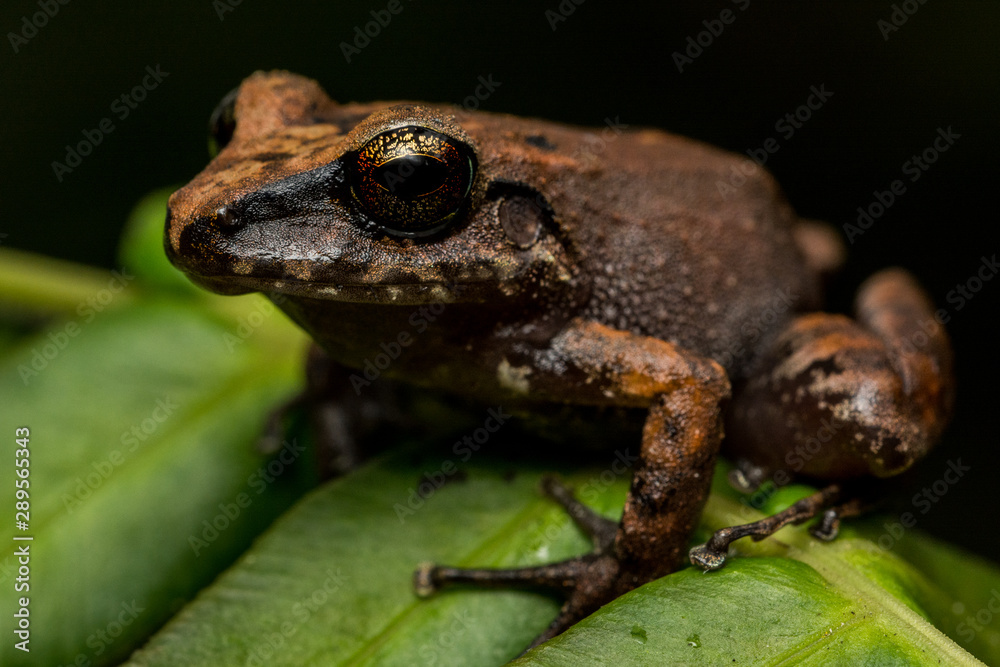 Pastures Rainfrog (Pristimantis achatinus) Pastures Rainfrog (Pristimantis achatinus)