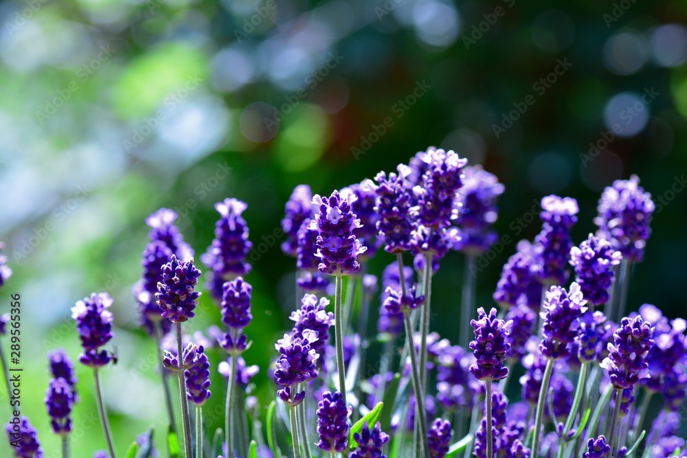 Obraz premium Lavenders - blossoms in the green garden copy space