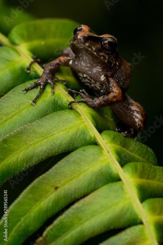 Pastures Rainfrog (Pristimantis achatinus) photo