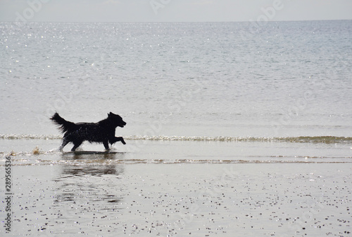 Dog running near the seashore of Bognor Regis, UK