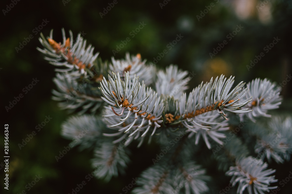 Close-up of a branch of a blue christmas tree, background for a Christmas card. Background from the branches of a natural Christmas tree.