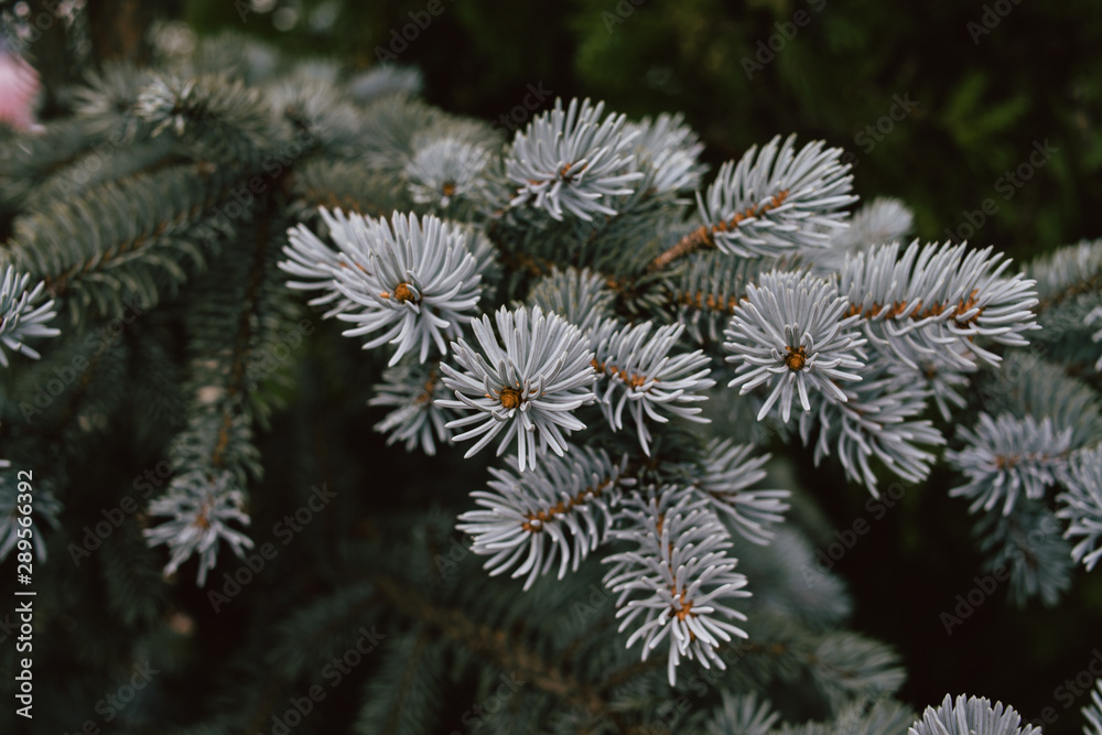 Close-up of a branch of a blue christmas tree, background for a Christmas card. Background from the branches of a natural Christmas tree. Close-up of a branch of a blue christmas tree, background for a Christmas card. Background from the branches of a natural Christmas tree.