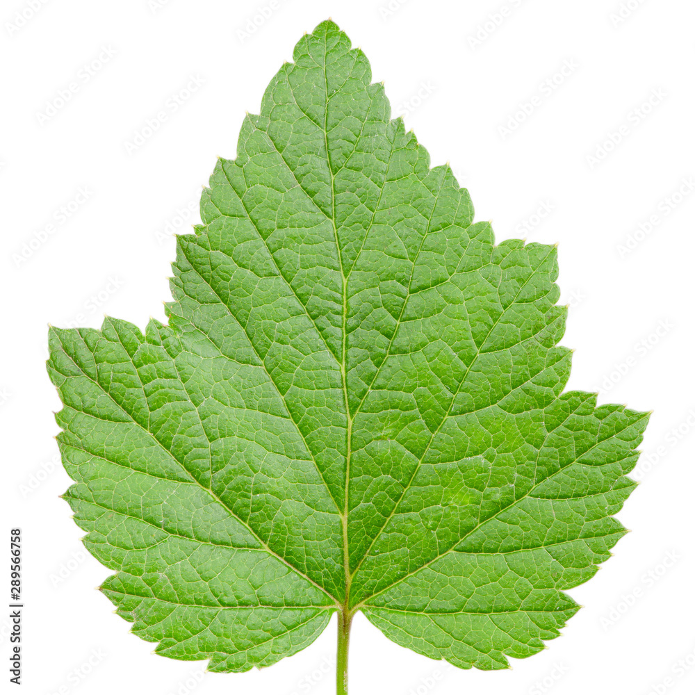 Currant leaf isolated on white background Currant leaf isolated on white background