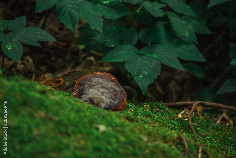 mushroom, lichen and green moss grow on a trunk of a fallen tree close-up. forest in summer