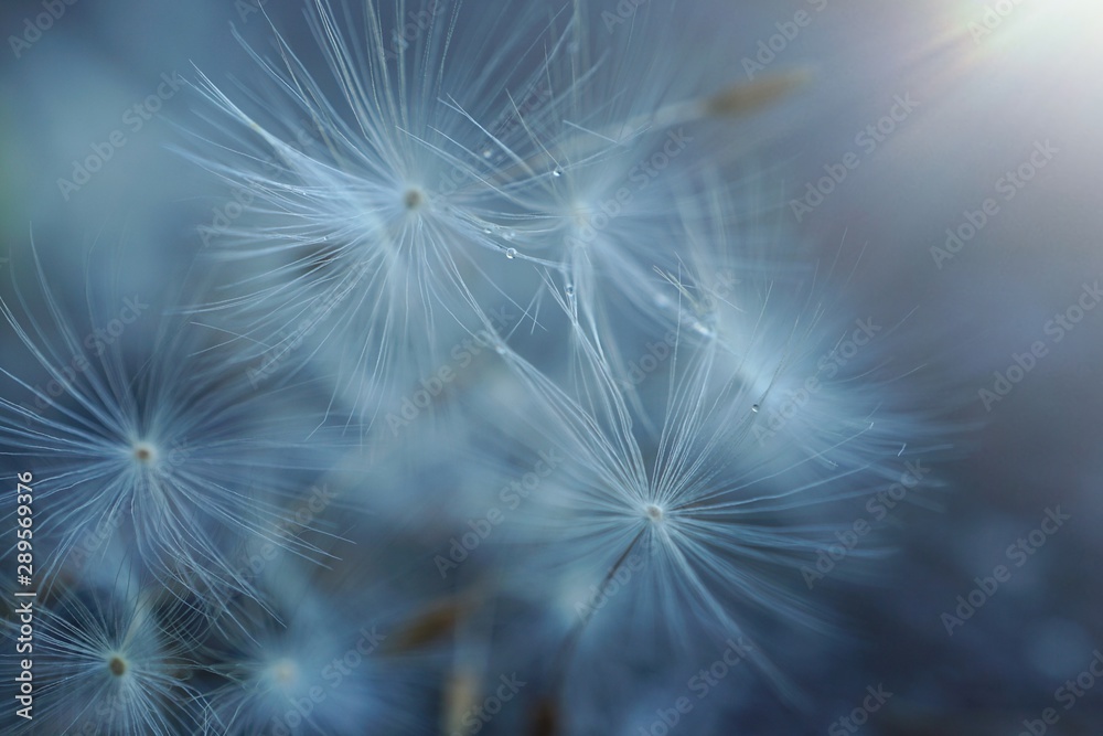 Fototapeta premium beautiful dandelion flower plant in the nature, dandelion seed