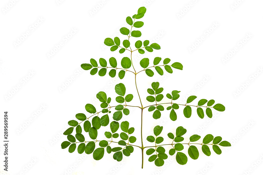 Moringa oleifera on white background Moringa oleifera on white background