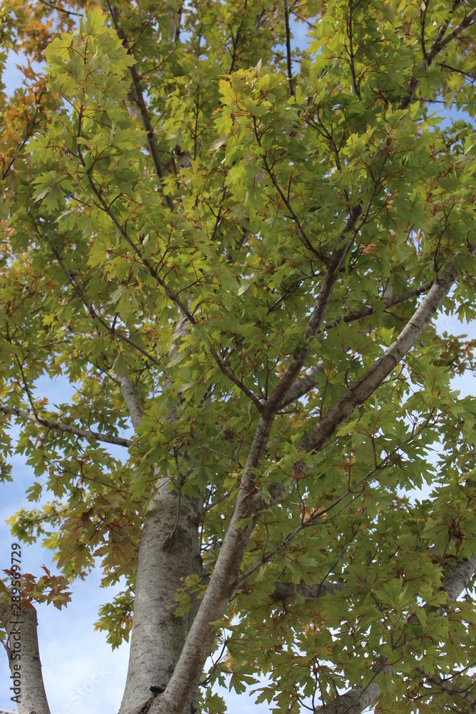 Fototapeta premium Tree and Leaves