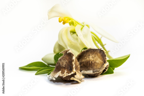 Moringa seeds, Moringa oleifera on white background photo