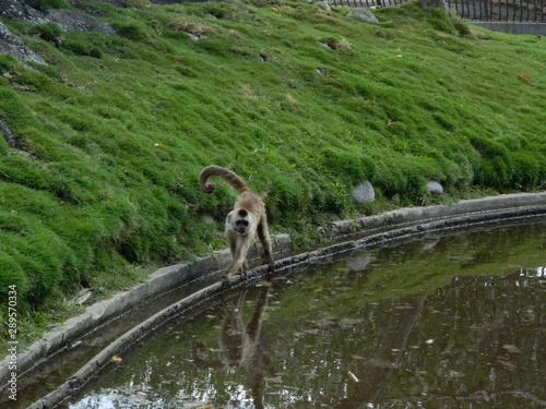 Foto paisaje parque ciudad y animales