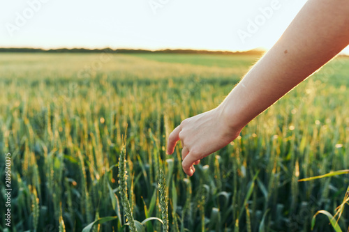 hand in field of wheat