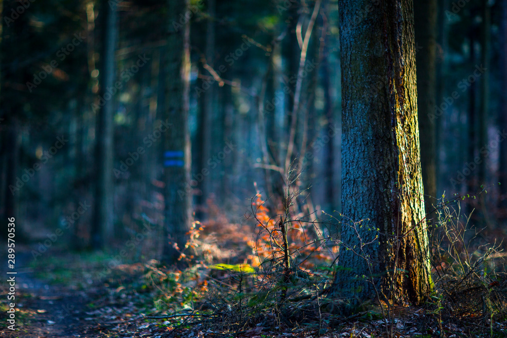 Fototapeta wnętrze lasu 