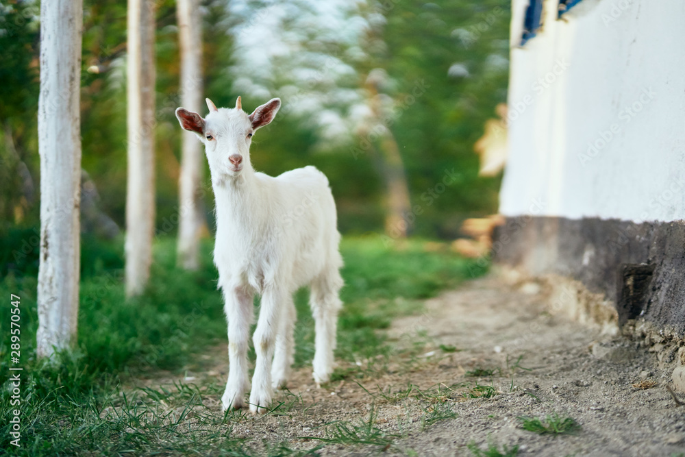 Obraz premium goat on green grass