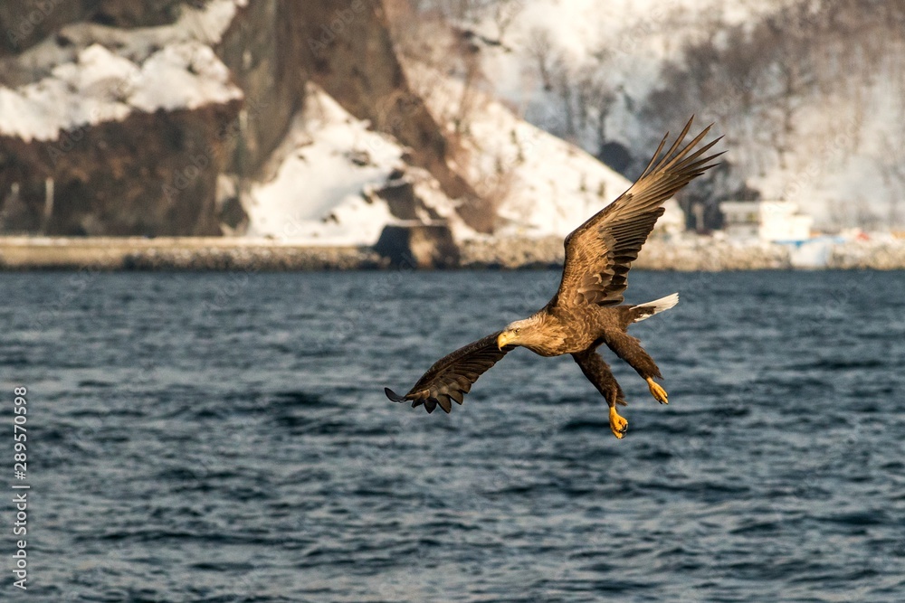 White-tailed eagle in flight hunting fish from sea,Hokkaido, Japan, Haliaeetus albicilla, majestic sea eagle with big claws aiming to catch fish from water surface, wildlife scene,birding  in Asia