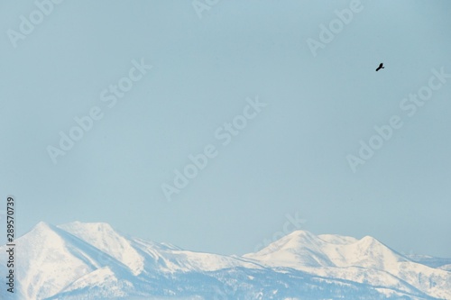 Red kite flying in front of winter mountains scenery in Hokkaido, Bird silhouette. Beautiful nature scenery in winter. Mountain covered by snow, glacier. Panoramatic view, Japan
