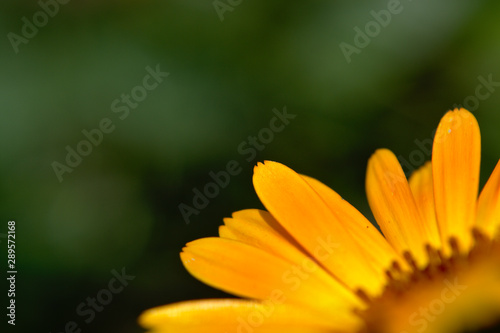 Close-up of a yellow english marigold  Calendula officinalis  garden flower on green background